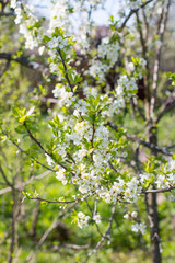 Blooming Apple and cherry trees. Summer garden in nature.