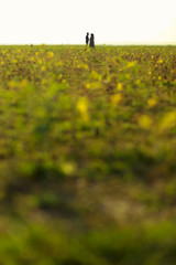 couple love at green field