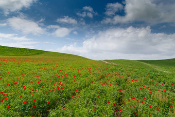 Red poppies on a background of mountains. Beautiful summer landscape with blooming poppies field. Kyrgyzstan Tourism and travel.