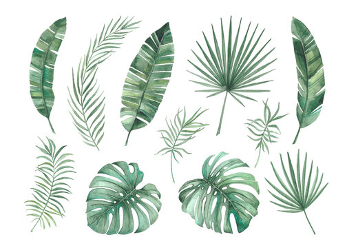 Set of tropical leaves. Watercolor illustration.