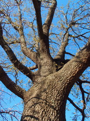 芽吹きの椚の木と青空