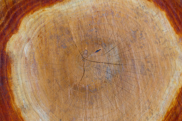 wood texture with cut