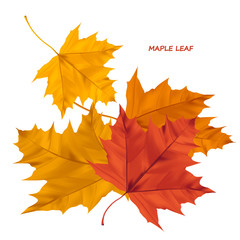 Group of realistic vector maple leaves isolated on a white background. Autumn maple leaf for decoration greeting cards,  banners, and posters.