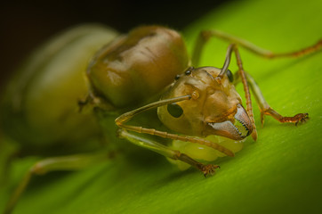 green bug (Euschistus heros) taking care of its eggs in green leaf. Selective focus.