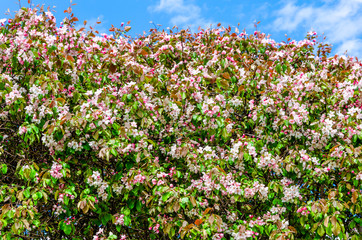 A blooming Apple tree against a blue spring sky.