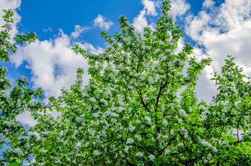 Blooming Apple trees in spring on the street on a clear day.