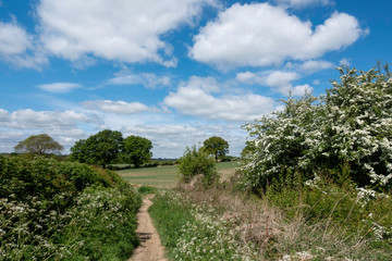 Fototapeta na wymiar England countryside in summer
