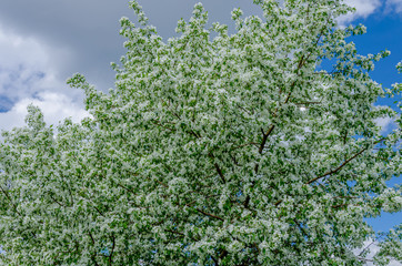 Blooming Apple trees in spring on the street on a clear day.