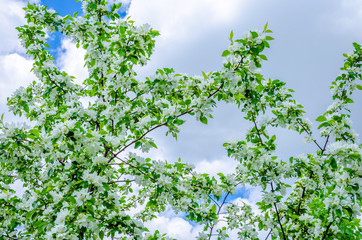 A blooming Apple tree against a blue spring sky.