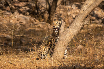 Huge male leopard or panther or panthera pardus fusca walking in jhalana forest reserve, jaipur, rajasthan, india