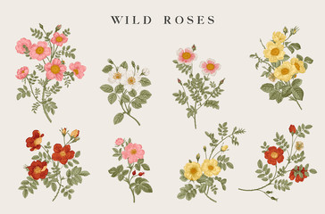 Wild roses. Yellow, red, pink, white roses. Botanical floral vector illustration. - 349238412
