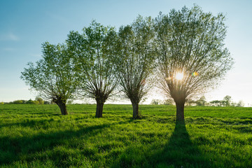 Obraz premium The sun behind willow trees and a green meadow