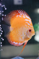 DISCUS ДИСКУС