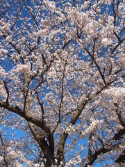 満開の桜と青空