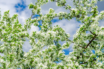Blooming Apple tree against the background of clouds and blue sky.