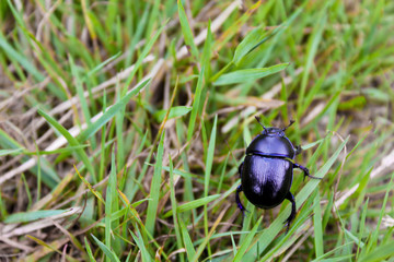 Dung beetle in a meadow.