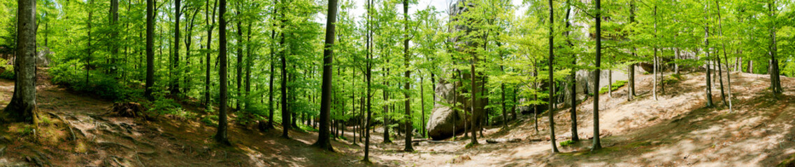 Photo of beautiful green forests. Spruces and trail in the forest. Summer mountain background. Park near the rocks in the forest