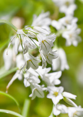 close up of white flowers