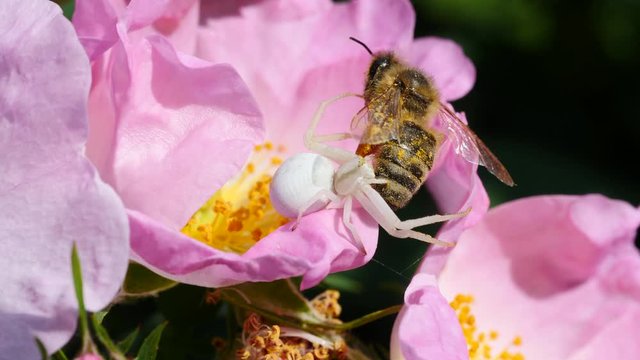 Crab spider-Misumena vatia, on a wild roses attacks  honey bees and other insects in spring. Close up shot