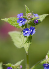 forget me not flowers