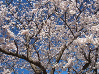 満開の桜と青空
