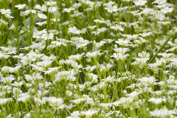 Fototapeta premium field of white flowers