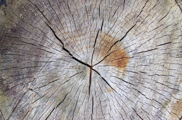 An old sawn tree darkened by the time on the street. wooden background.
