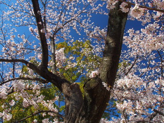 樟と満開の桜と青空