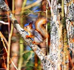 Squirrel on a tree. Forest beauty. The nature of the northwest of Russia.