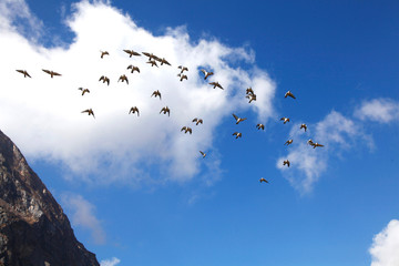 Himalayan Birds, Badarinath, India