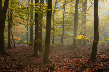 Speulderbos, Gelderland, the Netherlands - October 30, 2019 : Morning light between the trees in the forest