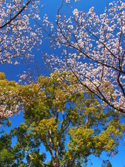 樟と満開の桜と青空