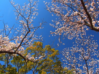 樟と満開の桜と青空