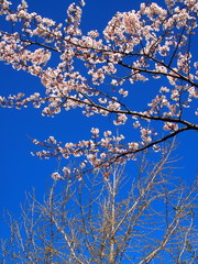 芽吹きの木と満開の桜と青空