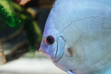 DISCUS ДИСКУС