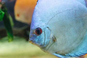 DISCUS ДИСКУС