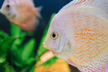 DISCUS ДИСКУС