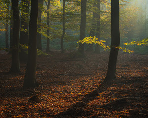 Speulderbos, Gelderland, the Netherlands - October 30, 2019 : Morning light falling on some young branches with new leaves