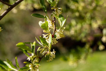 A branch with green leaves and white flowers in a warm environment. A ladybug is climbing on the branch.