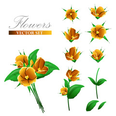 Fototapeta premium set of delicate yellow flowers. Stem, leaflets and bud individually 