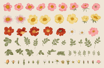 Wild roses. Independent floral elements. Flowers, leaves, buds. Botanical vector illustration. - obrazy, fototapety, plakaty