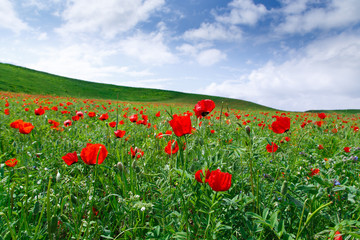 Red poppies on a background of mountains. Beautiful summer landscape with blooming poppies field. Kyrgyzstan Tourism and travel.