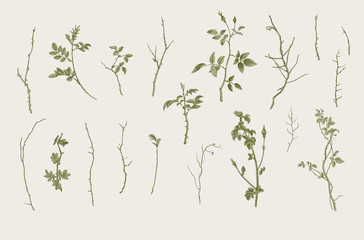 Wild roses. Floral elements. Botanical vector illustration. Twigs, sticks