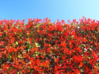 青空とレッドロビンの生垣
