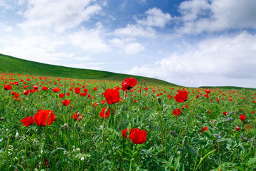 Blooming meadow of red poppies. Beautiful summer landscape with blooming poppies field. Kyrgyzstan Tourism and travel.