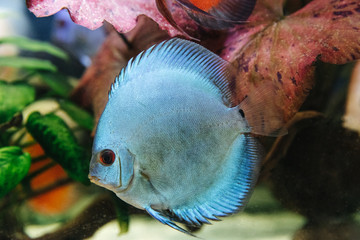 DISCUS ДИСКУС