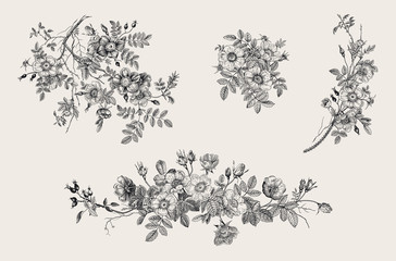 Wild roses. Botanical floral vector illustration. Set. Black and white - obrazy, fototapety, plakaty