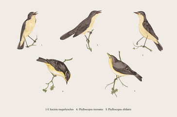Birds. Ornithological floral vector illustration. Set. Nightingales and Phylloscopus