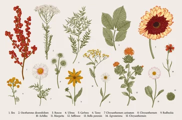 Poster Vintage vector botanical illustration, Set, Autumn flowers, berry and leaves, Colorful © OlgaKorneeva