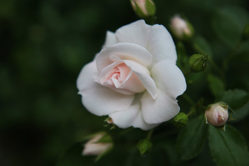 Fototapeta na wymiar Maggio è il mese della fioritura delle rose; in giardino, dettaglio di una romantica rosellina rosa appena sbocciata
